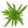 Pachypodium lamerei - 6cm