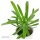 Pachypodium lamerei - 6cm