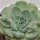 Echeveria hyalina - 9cm