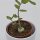 Fockea edulis - 8,5cm