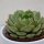 Echeveria Ramilette - 9cm