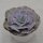 Echeveria Pollux - 12cm